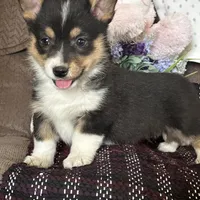 AKC Petey, a male Pembroke Welsh Corgi for sale in Mayslick, KY – Photo 5 of 10