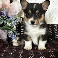 AKC Petey, a male Pembroke Welsh Corgi for sale in Mayslick, KY – Photo 2 of 10