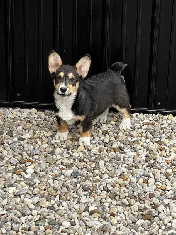 AKC Petey – Pembroke Welsh Corgi puppy for sale in Mayslick, KY