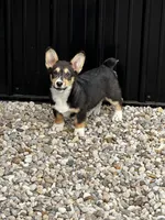 AKC Petey, a male Pembroke Welsh Corgi for sale in Mayslick, KY – 2 of 10