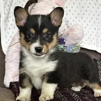 AKC Petey, a male Pembroke Welsh Corgi for sale in Mayslick, KY – Photo 9 of 10