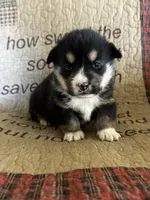 AKC Petey, a male Pembroke Welsh Corgi for sale in Mayslick, KY – Photo 5 of 5