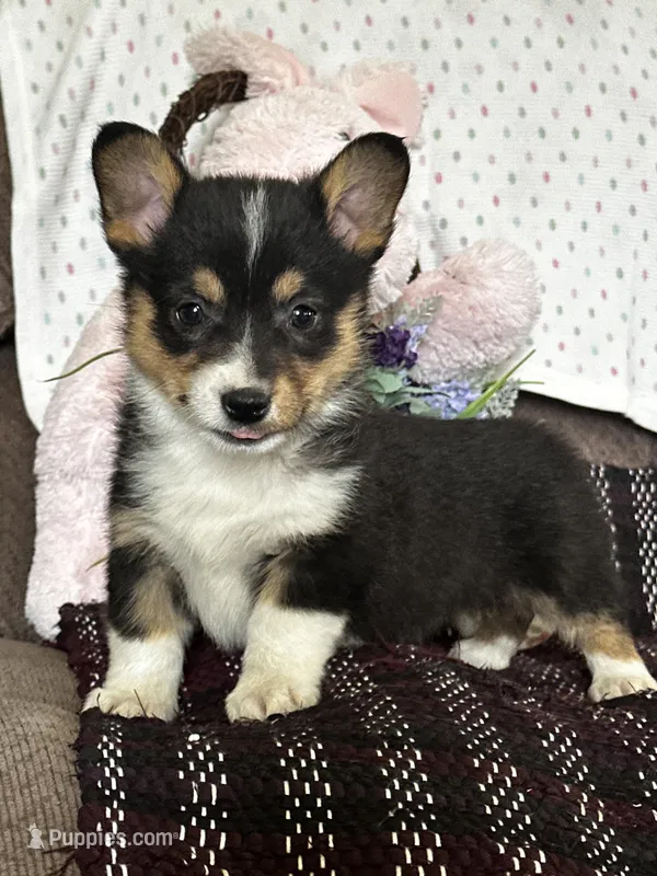 AKC Petey – Pembroke Welsh Corgi puppy for sale in Mayslick, KY