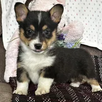 AKC Petey, a male Pembroke Welsh Corgi for sale in Mayslick, KY – Photo 8 of 10