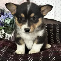 AKC Petey, a male Pembroke Welsh Corgi for sale in Mayslick, KY – Photo 3 of 10