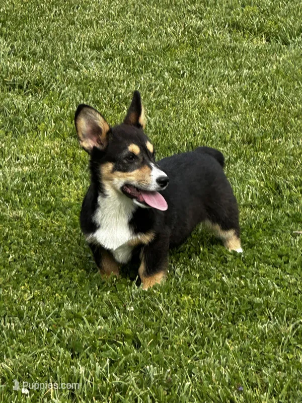 AKC Petey – Pembroke Welsh Corgi puppy for sale in Mayslick, KY