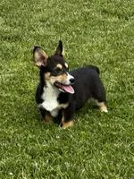 AKC Petey, a male Pembroke Welsh Corgi for sale in Mayslick, KY – 1 of 10