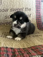 AKC Petey, a male Pembroke Welsh Corgi for sale in Mayslick, KY – Photo 4 of 5