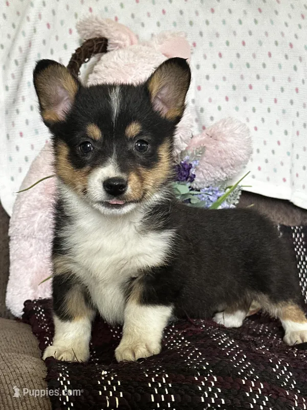 AKC Petey – Pembroke Welsh Corgi puppy for sale in Mayslick, KY