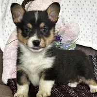 AKC Petey, a male Pembroke Welsh Corgi for sale in Mayslick, KY – Photo 1 of 10