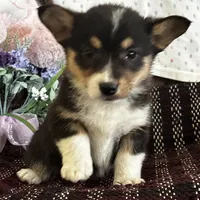 AKC Petey, a male Pembroke Welsh Corgi for sale in Mayslick, KY – Photo 4 of 10