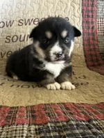 AKC Petey, a male Pembroke Welsh Corgi for sale in Mayslick, KY – Photo 1 of 5