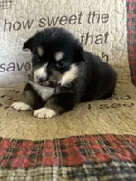 AKC Petey, a male Pembroke Welsh Corgi for sale in Mayslick, KY – Photo 2 of 5