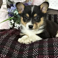 AKC Petey, a male Pembroke Welsh Corgi for sale in Mayslick, KY – Photo 7 of 10