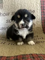AKC Petey, a male Pembroke Welsh Corgi for sale in Mayslick, KY – Photo 3 of 5