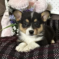 AKC Petey, a male Pembroke Welsh Corgi for sale in Mayslick, KY – Photo 10 of 10