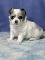 CKC Cloudy, a male Chihuahua for sale in Mayslick, KY – 4 of 10