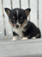 Pogo, a male Pembroke Welsh Corgi for sale in Mayslick, KY – 6 of 9