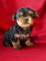 Yancy, a male Yorkshire Terrier for sale in Mayslick, KY – 4 of 10