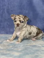 Cody, a male Chihuahua for sale in Mayslick, KY – 3 of 10