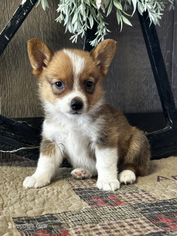 Prudence – Pembroke Welsh Corgi puppy for sale in Mayslick, KY