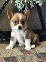 Prudence, a female Pembroke Welsh Corgi for sale in Mayslick, KY – 4 of 10