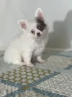 AKC Carter, a male Chihuahua for sale in Mayslick, KY – 6 of 10