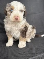 Boomer, a male Miniature Bernedoodle for sale in Mayslick, KY – 5 of 10