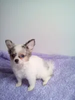 CKC Cloudy, a male Chihuahua for sale in Mayslick, KY – 5 of 6