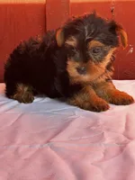 Yvonne, a female Yorkshire Terrier for sale in Mayslick, KY – 2 of 10