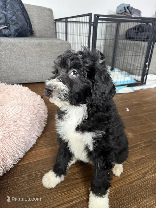 West , a male Bordoodle for sale in Capitol Heights, MD – Photo 1 of 2
