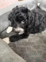 West , a male Bordoodle for sale in Capitol Heights, MD – Photo 2 of 2