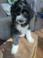 Rocky , a male Bordoodle for sale in Capitol Heights, MD – Photo 1 of 2