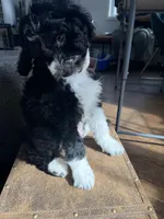 Rocky , a male Bordoodle for sale in Capitol Heights, MD – Photo 2 of 2