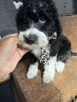 London , a female Bordoodle for sale in Capitol Heights, MD – Photo 1 of 3