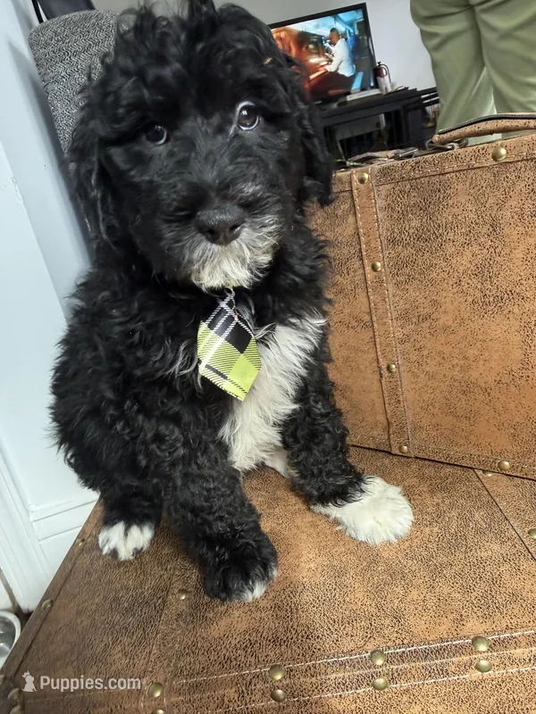 Milo , a male Bordoodle for sale in Capitol Heights, MD – Photo 1 of 3