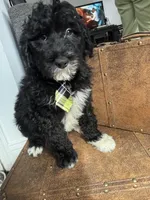 Milo , a male Bordoodle for sale in Capitol Heights, MD – Photo 1 of 3