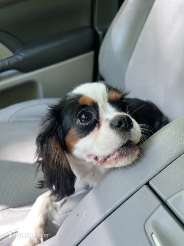 Taffy – Cavalier King Charles Spaniel puppy for sale in Ferrum, VA