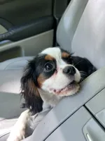 Taffy, a female Cavalier King Charles Spaniel for sale in Ferrum, VA – 1 of 1