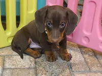 Willy, a male Miniature Dachshund for sale in Ava, MO – 4 of 10