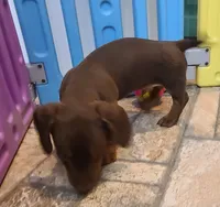 Chubs, a male Miniature Dachshund for sale in Ava, MO – 4 of 10