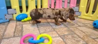 Nickles, a female Miniature Dachshund for sale in Ava, MO – 9 of 10