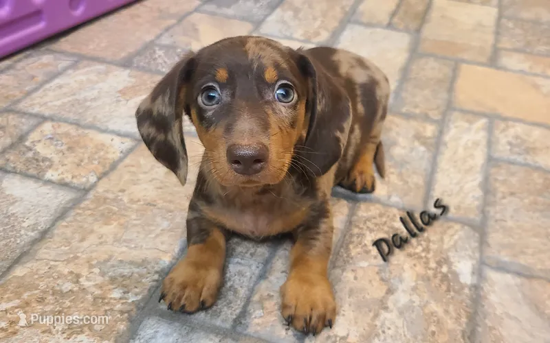 Dallas  – Miniature Dachshund puppy for sale in Ava, MO