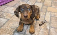 Dallas , a male Miniature Dachshund for sale in Ava, MO – 1 of 10