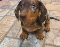Dallas , a male Miniature Dachshund for sale in Ava, MO – 4 of 10