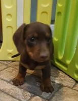 Chubs, a male Miniature Dachshund for sale in Ava, MO – 3 of 10