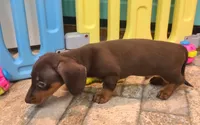 Jac, a male Miniature Dachshund for sale in Ava, MO – 8 of 10