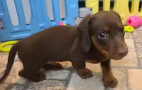 Chubs, a male Miniature Dachshund for sale in Ava, MO – 5 of 10