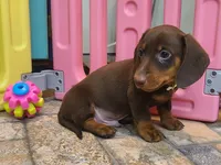 Rondo, a male Miniature Dachshund for sale in Ava, MO – 8 of 10