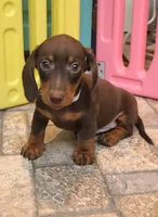 Rondo, a male Miniature Dachshund for sale in Ava, MO – 10 of 10